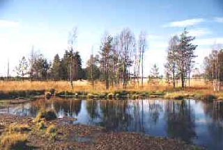 Radostínské rašeliniště